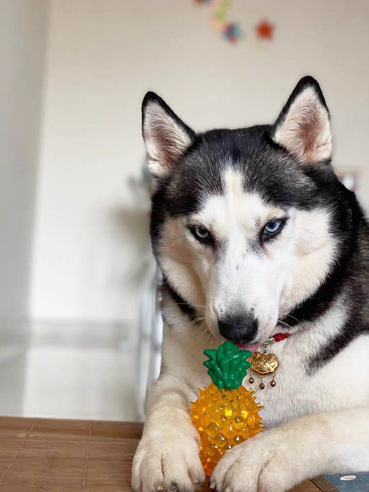 High Quality Rubber Pet Sound Grinding Toy Tpr Bite Resistant Three Dimensional Fruit Watermelon Pineapple Cat Dog Toy