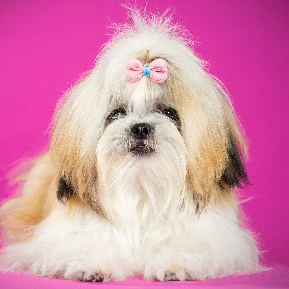 10PCS Pet Dog Decorate Products Small Dog Bows Rubber Bands Hair Bowknot For Dog Handmade Cat Dogs Hair Accessories