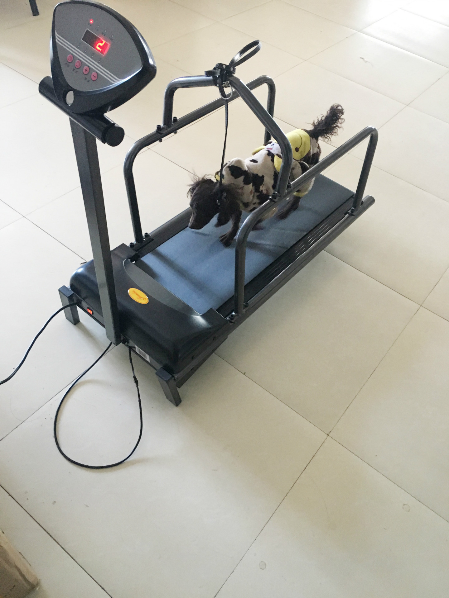 High Quality Funny Pet Training Products Walking Machine Treadmill For Dogs
