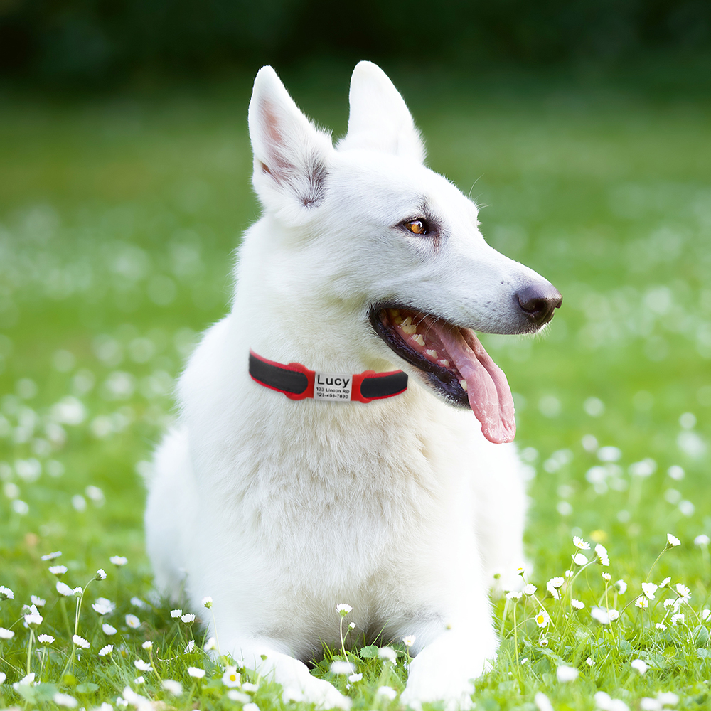 Nameplate Engraved Id Tag Dog Cat Collar Stainless Personalized Silicone Customize Anti-lost Accessory