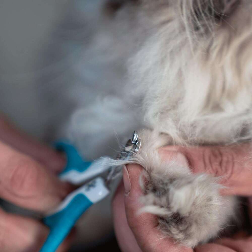 Mr. Pen- Cat Clipper, Kitten Trimmers, Pet Nail Cutter