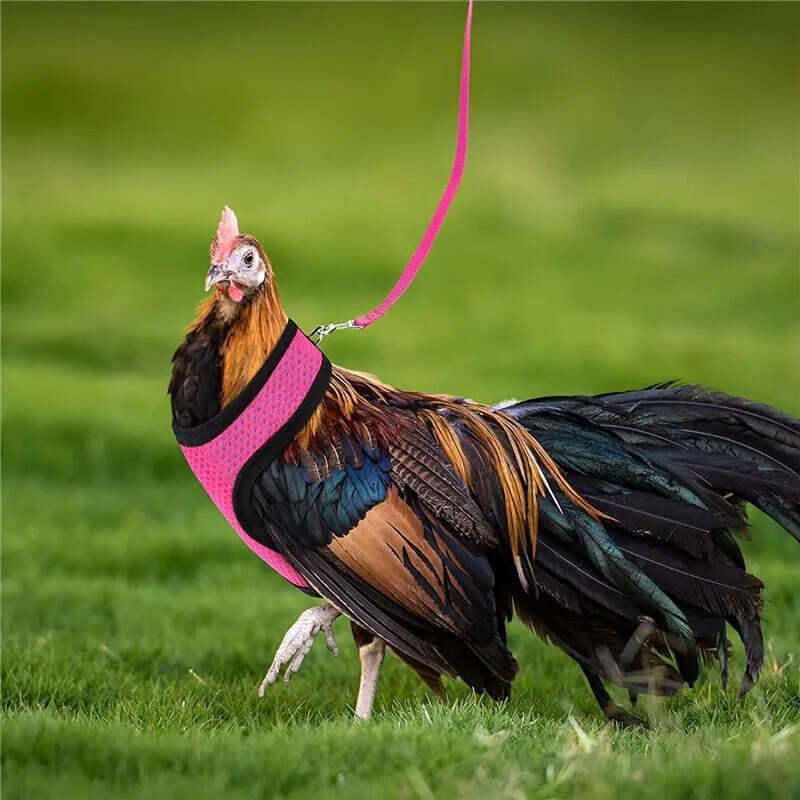 Mesh Adjustable Chicken Comfortable Breathable Vest Training Harness And Leash With Hing Belt For Duck Goose Hen Small Pets