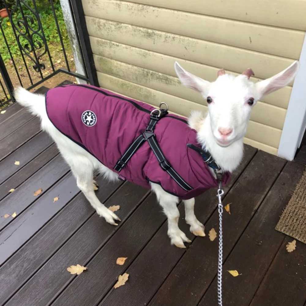 Pet Dog Jacket With Harness Winter Warm Dog Clothes For Labrador Waterproof Small Dog Coat Chihuahua French Bulldog OutfitsXJ241018