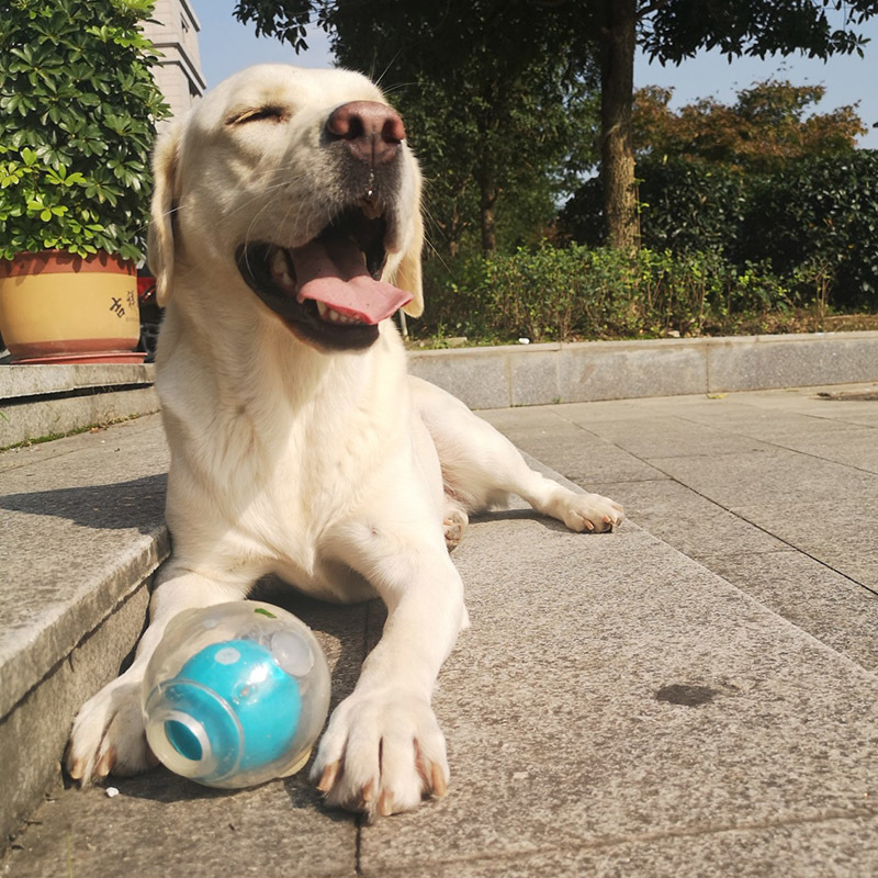 Dog Toys Chews CAITEC Toy Amazing Squeaker Ball Durable Floatable Springy Bite Resistant for Tossing Chasing Foraging Medium Large 230919