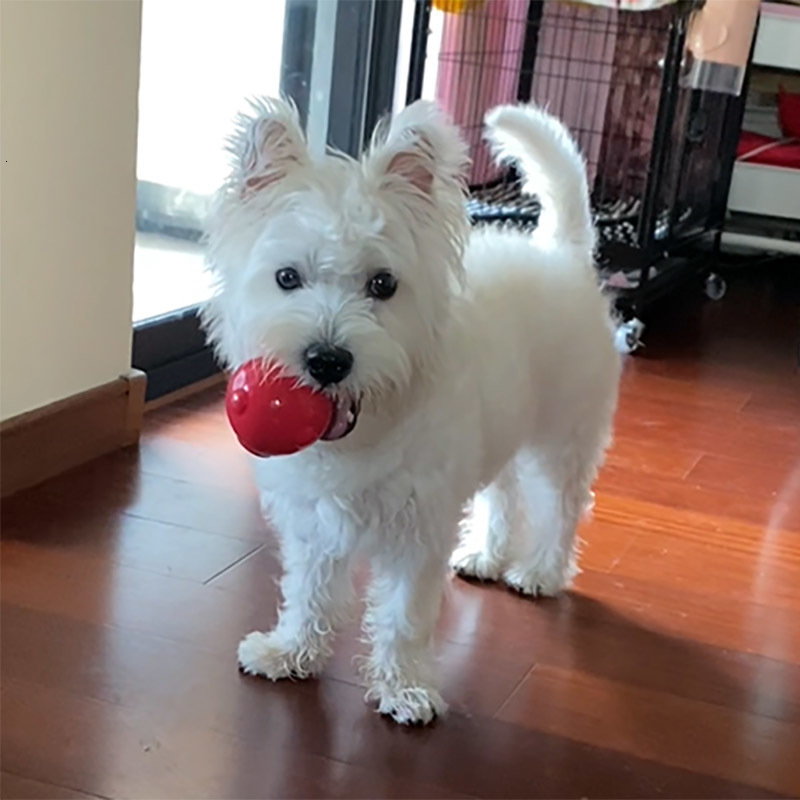 Dog Toys Chews CAITEC Toy Amazing Squeaker Ball Durable Floatable Springy Bite Resistant for Tossing Chasing Foraging Medium Large 230919