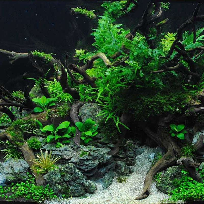 Aquariums 1 Pcs Natural Tree Trunk Aquarium Decoration Wood Artwork Decor Landscaping Ornaments Decor Fish Tank Ornament Supplies 230925