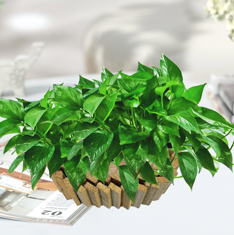 Anticorrosive wood flower box Carbonized solid wood flowerpot Wood flowerpot garden project high-quality rectangular outdoor planting box
Anticorrosive wood flower box Carbonized solid wood flowerpot Wood flowerpot garden project high-quality rectangular outdoor planting box