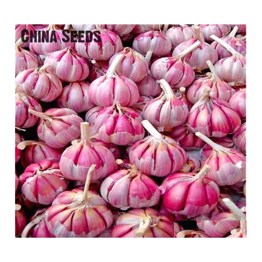 Other Garden Supplies 100Pcs/Set Garlic Seeds Red And Healthy Bonsai Diy Plant Rare Onion Garlics Vegetable Very Easy Grow For Home Othqs
Other Garden Supplies 100Pcs/Set Garlic Seeds Red And Healthy Bonsai Diy Plant Rare Onion Garlics Vegetable Very Easy Grow For Home Othqs