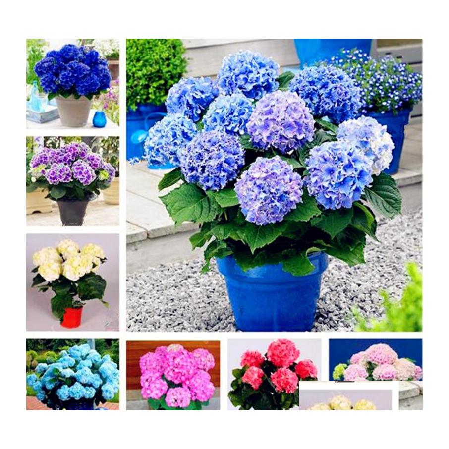 Garden Decorations 100Pcs/Set Hydrangea Flower Seeds Bonsai Rare Plant For Home Courtyard Planting Birthday Party Decorative Drop De Otne9
Garden Decorations 100Pcs/Set Hydrangea Flower Seeds Bonsai Rare Plant For Home Courtyard Planting Birthday Party Decorative Drop De Otne9