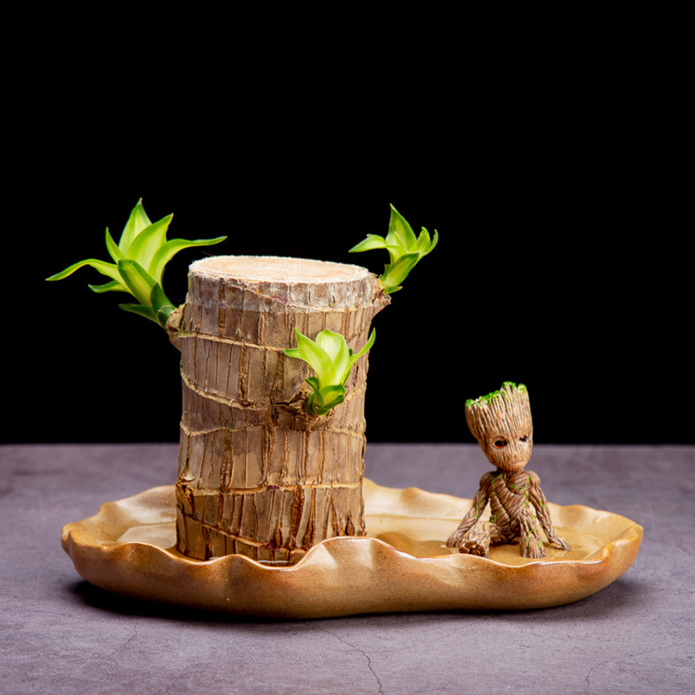 Cute Lucky Wood Plant Home Decor Brazil Wood Hydroponic Water Potted Tree Stump Mini Plant Indoor Office Home Desk Decor6118823