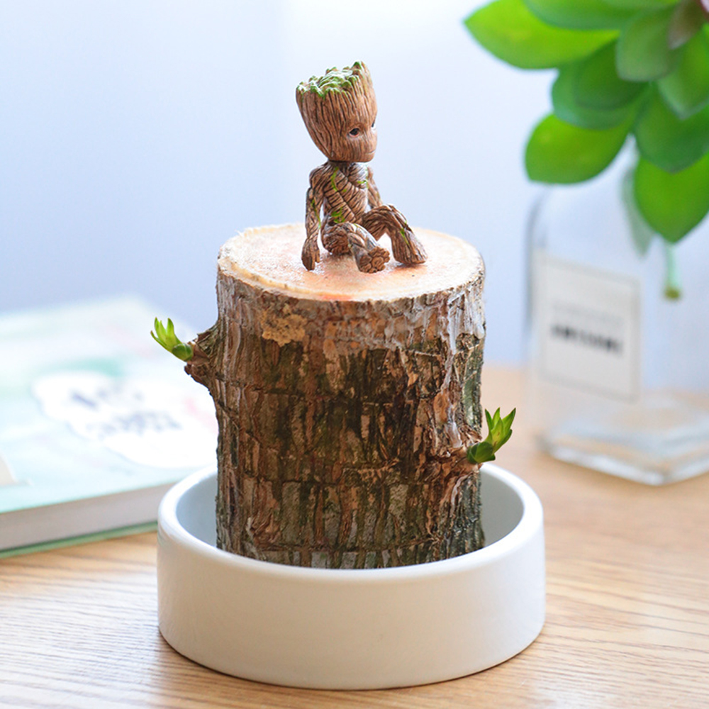 Cute Lucky Wood Plant Home Decor Brazil Wood Hydroponic Water Potted Tree Stump Mini Plant Indoor Office Home Desk Decor6118823