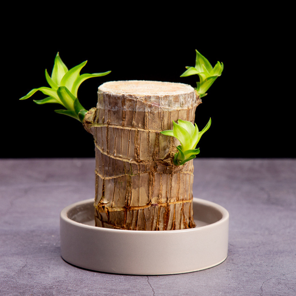 Cute Lucky Wood Plant Home Decor Brazil Wood Hydroponic Water Potted Tree Stump Mini Plant Indoor Office Home Desk Decor6118823