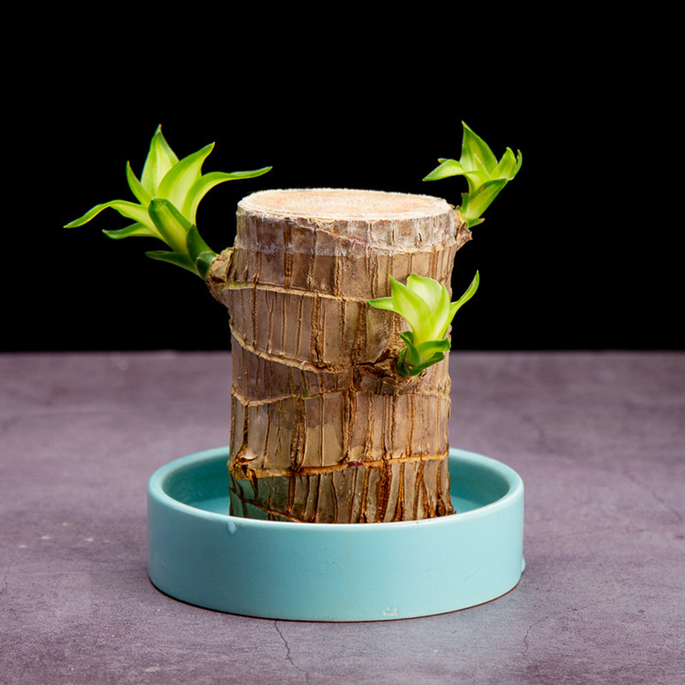 Cute Lucky Wood Plant Home Decor Brazil Wood Hydroponic Water Potted Tree Stump Mini Plant Indoor Office Home Desk Decor6118823