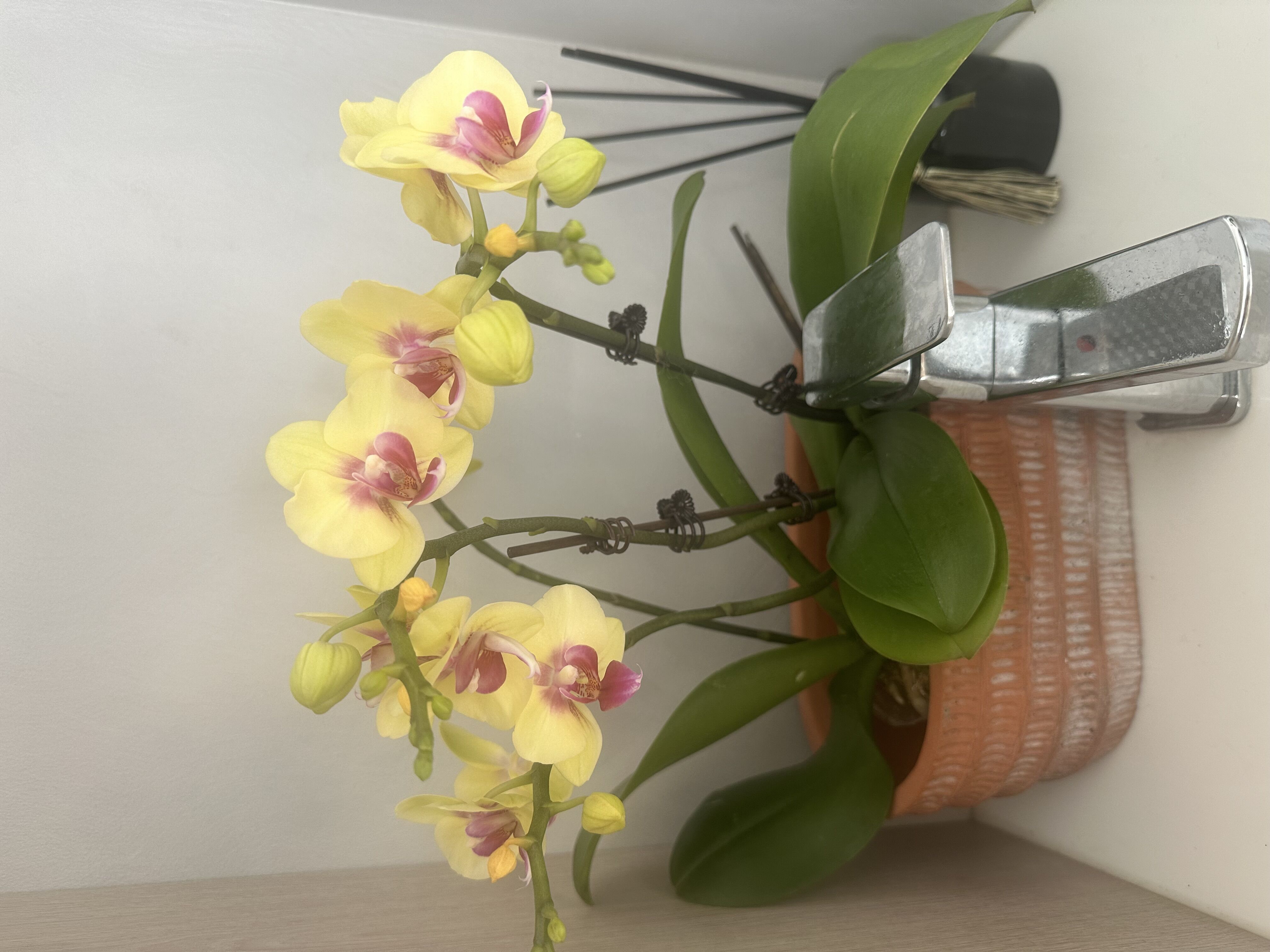 Ballpoint Pens Writing Supplies letters Painting pen VIPedc souvenir collection stationery C addicts party gift