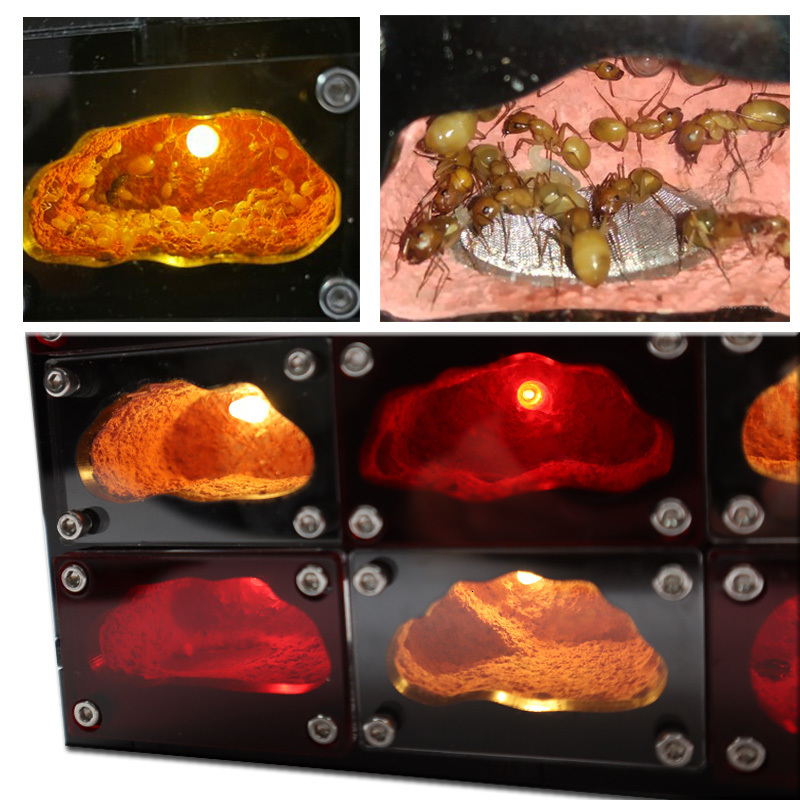 Small Animal Supplies Ecological Ant Farm with Independent Lights Control Anthill Ants Nest Living House Concrete Insect el Workshop hun 230130