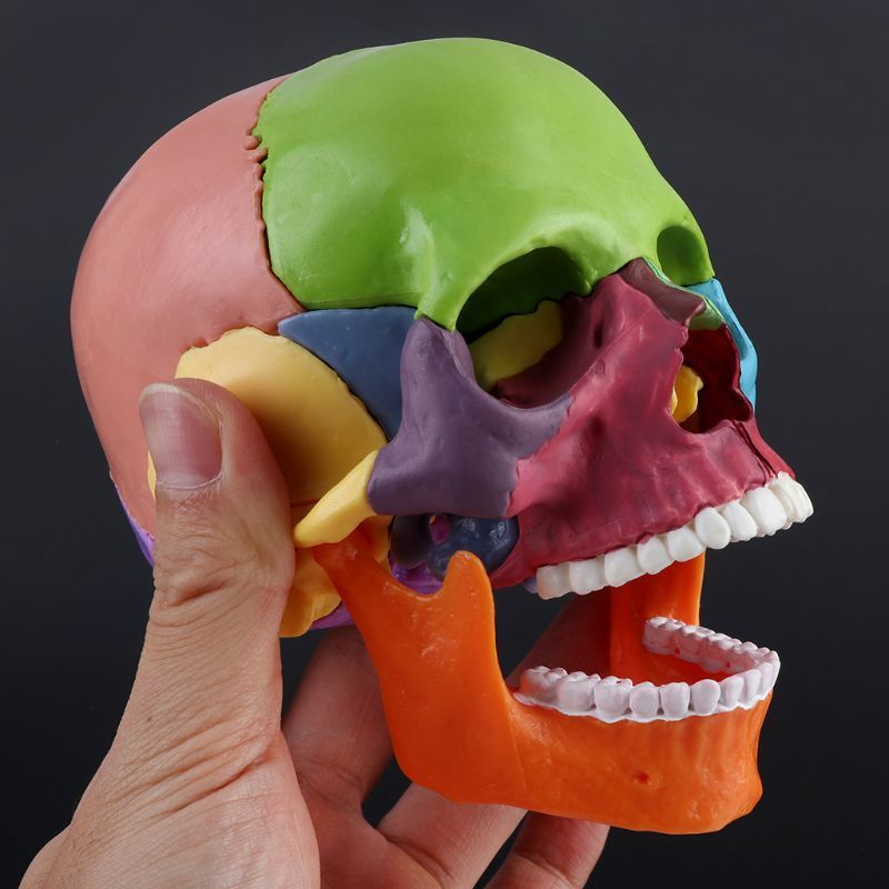 Other Office School Supplies 15pcsset 4D Disassembled Color Skull Anatomical Model Detachable Teaching Tool 230130