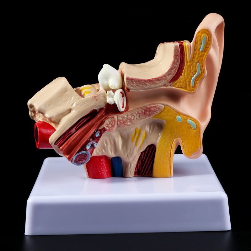 Other Office School Supplies 1 Pc 15 Times Life Size Human Ear Anatomy Model Organ Teaching Professional 230130