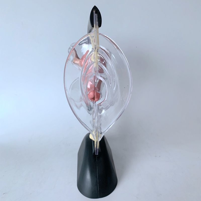 Other Office School Supplies Transparent Uterus Model Visible Human Vagina Anatomical Female Reproductive Organ for Educational Training 230130