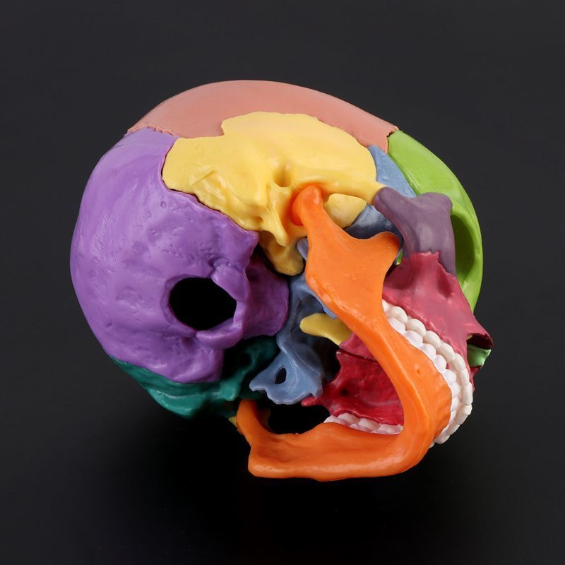 Other Office School Supplies 15pcsset 4D Disassembled Color Skull Anatomical Model Detachable Teaching Tool 230130