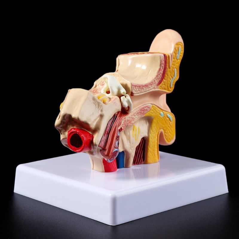 Other Office School Supplies 1 Pc 15 Times Life Size Human Ear Anatomy Model Organ Teaching Professional 230130