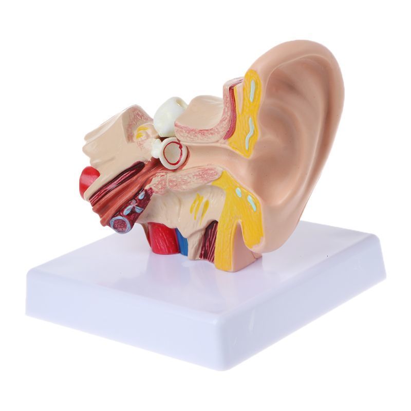 Other Office School Supplies 1 Pc 15 Times Life Size Human Ear Anatomy Model Organ Teaching Professional 230130