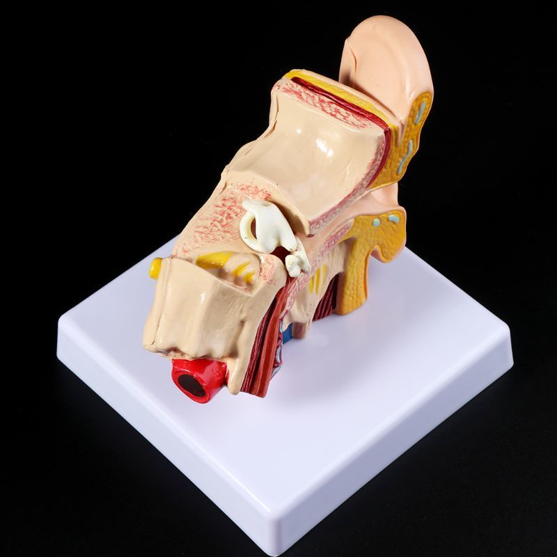 Other Office School Supplies 1 Pc 15 Times Life Size Human Ear Anatomy Model Organ Teaching Professional 230130