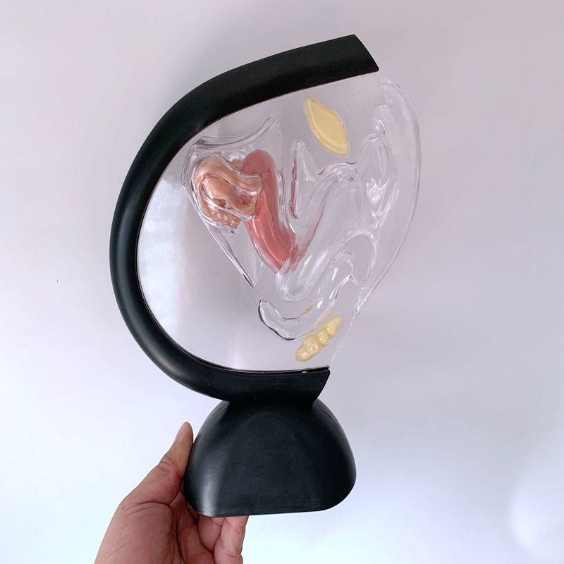 Other Office School Supplies Transparent Uterus Model Visible Human Vagina Anatomical Female Reproductive Organ for Educational Training 230130