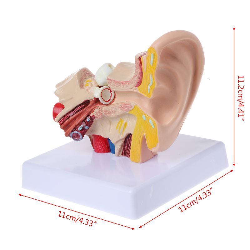 Other Office School Supplies 1 Pc 15 Times Life Size Human Ear Anatomy Model Organ Teaching Professional 230130