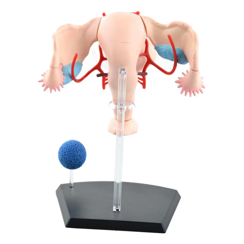 Other Office School Supplies Sexual Female Organ Models Reproductive System 4d Human Body Anatomical Uterus Teaching 230130