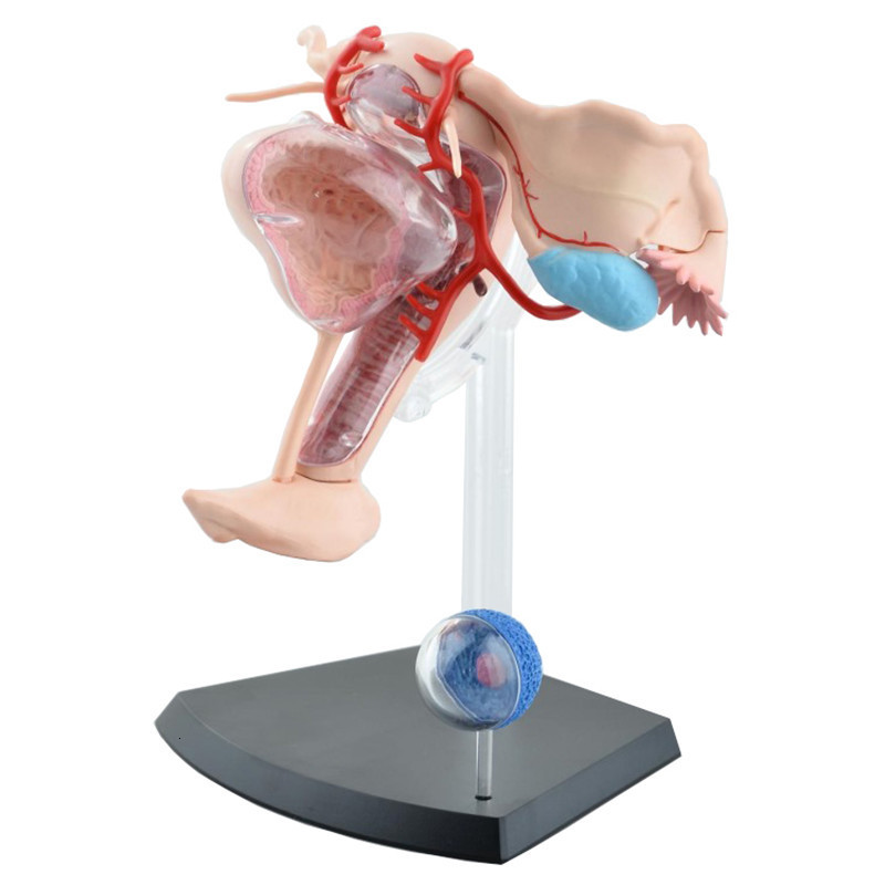 Other Office School Supplies Sexual Female Organ Models Reproductive System 4d Human Body Anatomical Uterus Teaching 230130