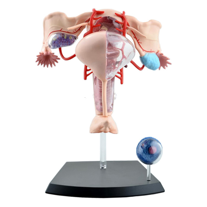 Other Office School Supplies Sexual Female Organ Models Reproductive System 4d Human Body Anatomical Uterus Teaching 230130