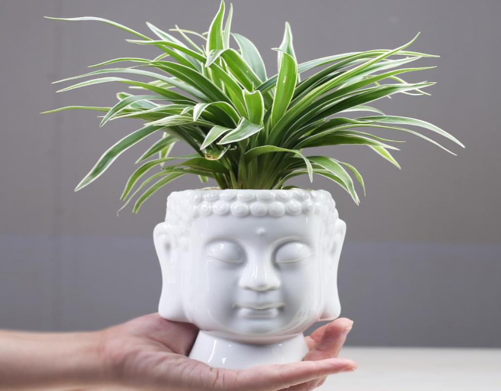 Zen Succulent Green Flower Pot Zen Ceramic Green Plant Pot Home Desk Decoration Buddha Statue Flower Basin C11113257093 
Zen Succulent Green Flower Pot Zen Ceramic Green Plant Pot Home Desk Decoration Buddha Statue Flower Basin C11113257093