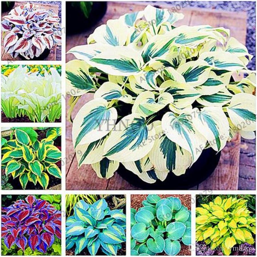 100pcs 7 KINDS Hosta Seeds Mixed Packed Purple Black Red Yellow Green Jade Hairpin Seed Organic For Garden Plants Craft Tools235H
100pcs 7 KINDS Hosta Seeds Mixed Packed Purple Black Red Yellow Green Jade Hairpin Seed Organic For Garden Plants Craft Tools235H