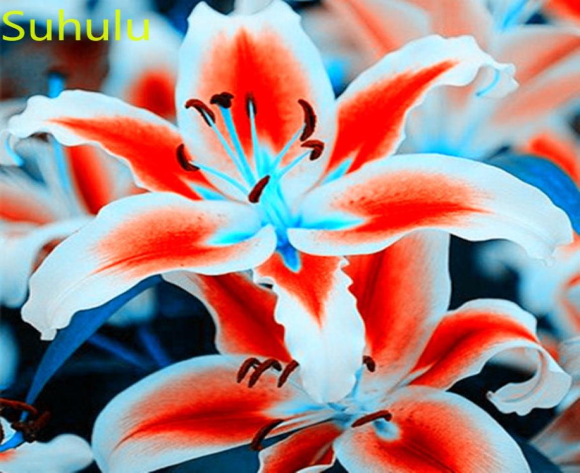 100pcs lily Seeds Garden Flower Variety complete Flower Bonsai Plant High Quality Beautifying And Air Purification5782867
100pcs lily Seeds Garden Flower Variety complete Flower Bonsai Plant High Quality Beautifying And Air Purification5782867