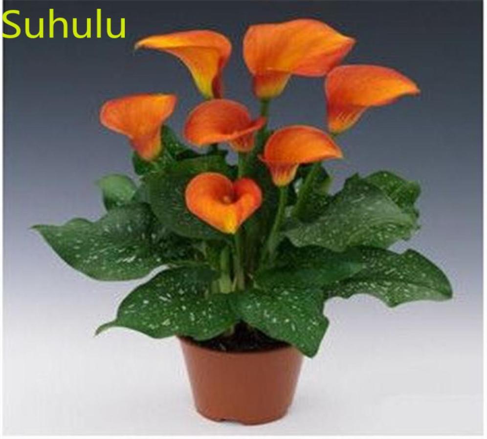 100pcs Calla lily Seeds Garden Flower Variety complete Flower Bonsai Plant High Quality Beautifying And Air Purification9910324
100pcs Calla lily Seeds Garden Flower Variety complete Flower Bonsai Plant High Quality Beautifying And Air Purification9910324