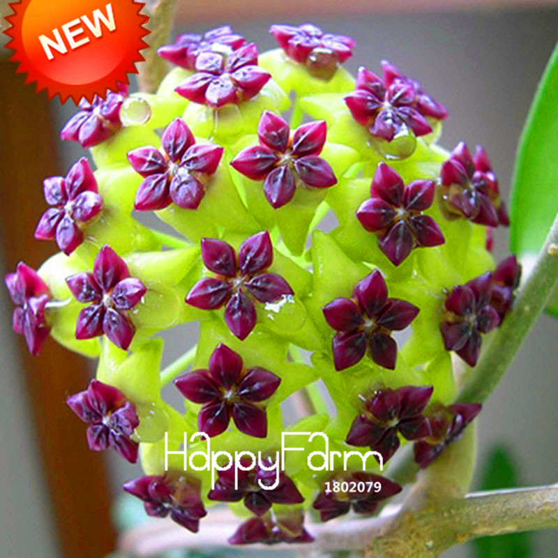 Loss Promotion!Hoya Seeds,Potted Flowers Seeds plants Hoya plantas, Orchid plante DIY Home Garden 100 Pcs/Pack,#BEPA4Y
Loss Promotion!Hoya Seeds,Potted Flowers Seeds plants Hoya plantas, Orchid plante DIY Home Garden 100 Pcs/Pack,#BEPA4Y