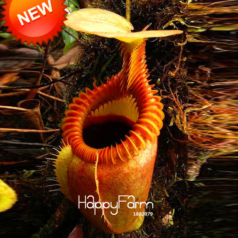 Time-Limit!!11 Various Nepenthes Seeds garden Balcony Potted Seeds Plants flores Seeds Carnivorous Plants plantas 50 Pcs/Pack,#O95HK 
Time-Limit!!11 Various Nepenthes Seeds garden Balcony Potted Seeds Plants flores Seeds Carnivorous Plants plantas 50 Pcs/Pack,#O95HK