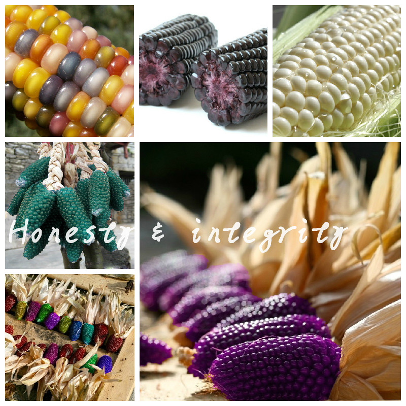 30 Pcs Sweet Glutinous Rainbow Corn Seeds,Organic Edible Corn Plant Grain Cereals,Maize Vegetable For Home Garden Free Shipping
30 Pcs Sweet Glutinous Rainbow Corn Seeds,Organic Edible Corn Plant Grain Cereals,Maize Vegetable For Home Garden Free Shipping