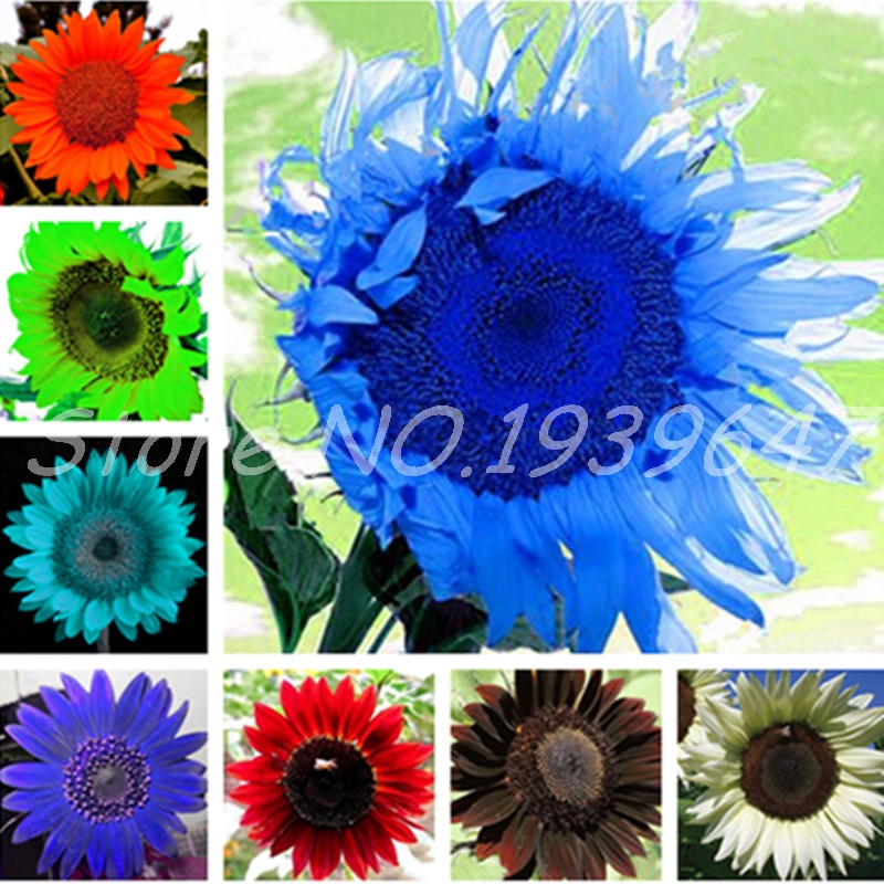 Exotic Sunflower Seeds Planta Dwarf Seeds Flower Edible Organic Herb Plant for Home Garden Flower Pot Planter Easy Grow 40 Pcs
Exotic Sunflower Seeds Planta Dwarf Seeds Flower Edible Organic Herb Plant for Home Garden Flower Pot Planter Easy Grow 40 Pcs