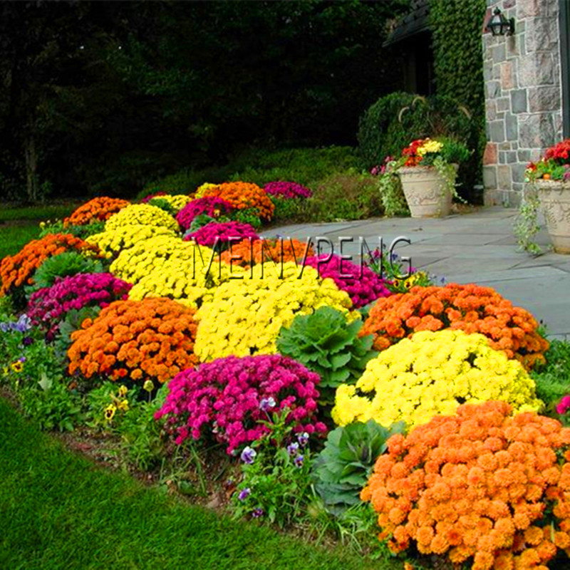Genuine!100pcs/bag Ground Cover Chrysanthemum Seeds Easy to Grow flower plant for Home Garden Seeds Plants,#C8V6XZ
Genuine!100pcs/bag Ground Cover Chrysanthemum Seeds Easy to Grow flower plant for Home Garden Seeds Plants,#C8V6XZ
