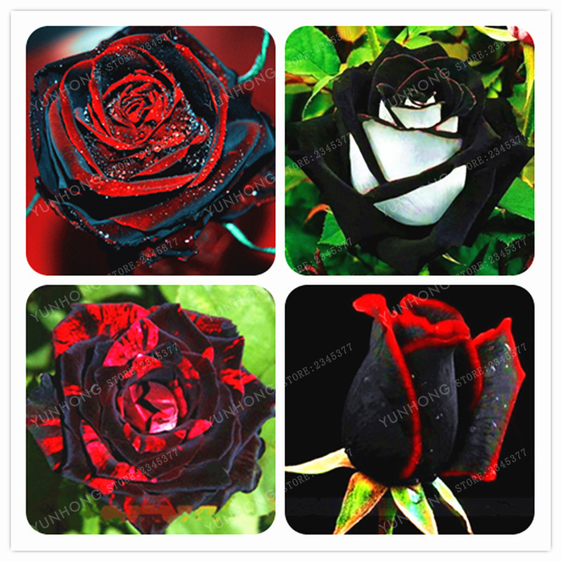 100 Pcs Rare Rose Seeds Black Rose Flower With Red Edge Rare Rose Flowers Seeds For Garden Seeds Planting
100 Pcs Rare Rose Seeds Black Rose Flower With Red Edge Rare Rose Flowers Seeds For Garden Seeds Planting