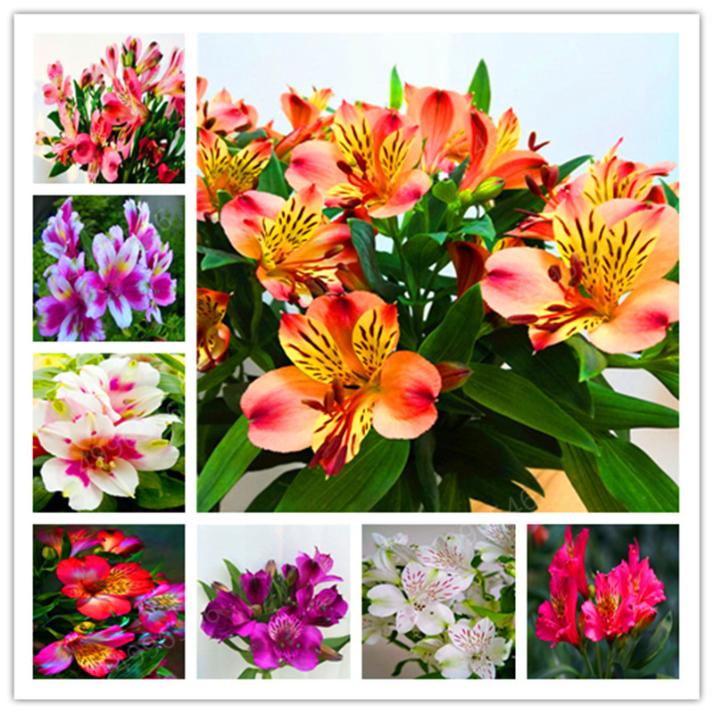 100PCS hot-selling Rare Peruvian Lily Alstroemeria Flower Mix-color Beautiful Flower for Home & Garden
100PCS hot-selling Rare Peruvian Lily Alstroemeria Flower Mix-color Beautiful Flower for Home & Garden