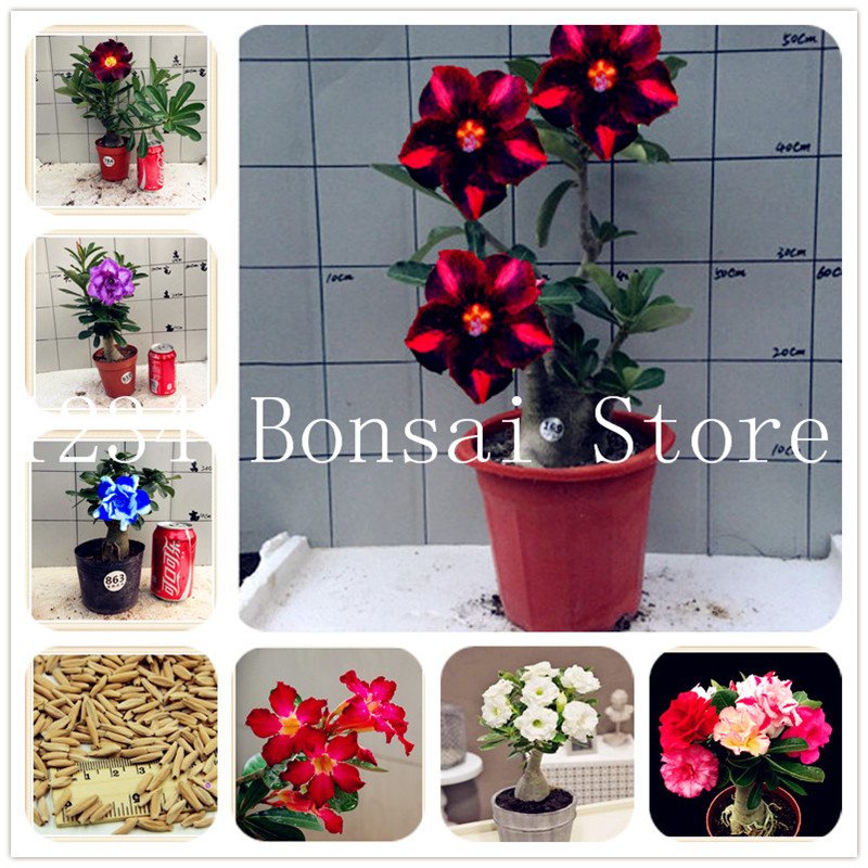 2pcs Mini Seeds Desert Rose Seeds Exotic Adenium Obesum Plants Flower Seeds Plants Air Purification Home Garden Potted Flower
2pcs Mini Seeds Desert Rose Seeds Exotic Adenium Obesum Plants Flower Seeds Plants Air Purification Home Garden Potted Flower