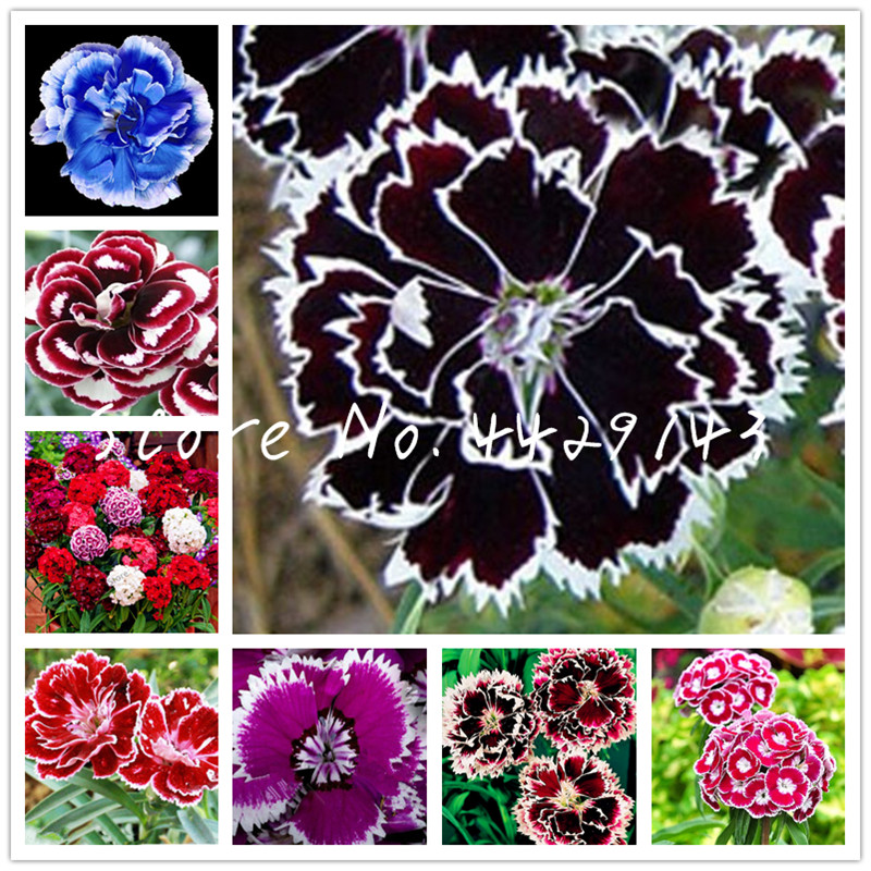 100 Pcs Carnation Seeds Perennial Dianthus Flower High Survival Rate Mother Flower Seeds Rare Flower Seeds For Home Garden
100 Pcs Carnation Seeds Perennial Dianthus Flower High Survival Rate Mother Flower Seeds Rare Flower Seeds For Home Garden