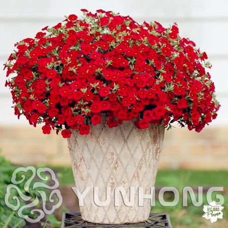 Mini Calibrchoa Million Bells Annual Flower Seeds , Vary Colors 100PCS Autumn Seasons indoor balcony easy to plant flower plant
Mini Calibrchoa Million Bells Annual Flower Seeds , Vary Colors 100PCS Autumn Seasons indoor balcony easy to plant flower plant