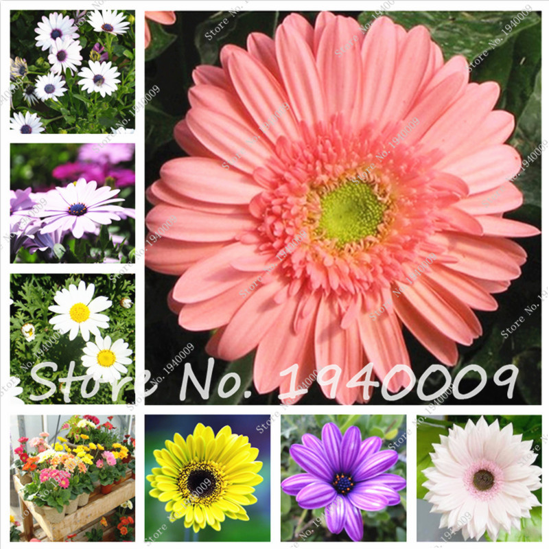 New 50 pcs Gerbera Seeds, Daisy plants Rare Seeds Big Chrysanthemum Flower Long Flowering Period for Home Decoration
New 50 pcs Gerbera Seeds, Daisy plants Rare Seeds Big Chrysanthemum Flower Long Flowering Period for Home Decoration