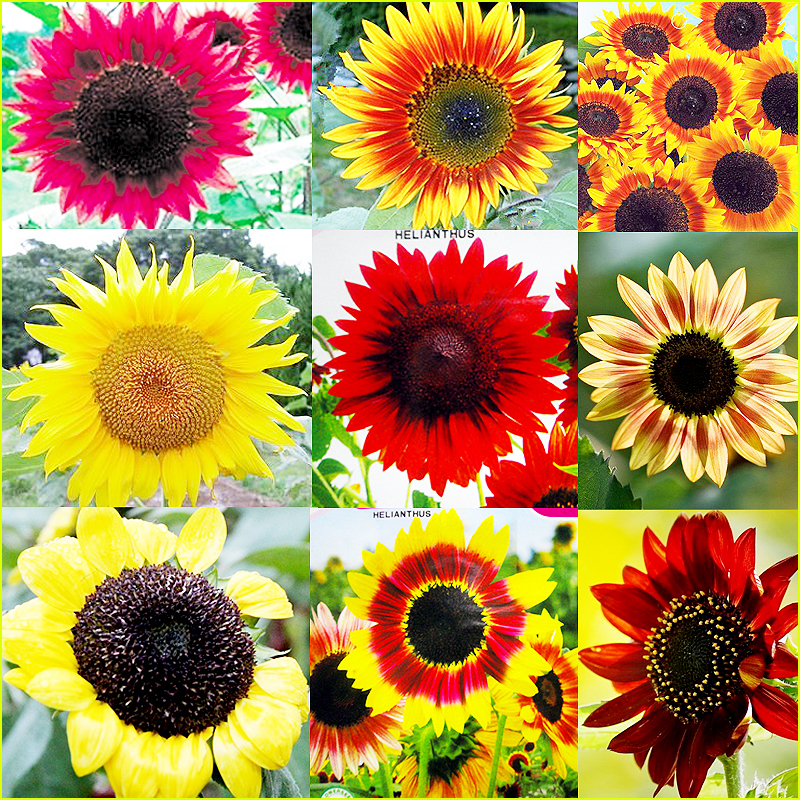 50pcs Sunflower Seeds 9 kinds of Sun Fortune Bloom Garden Plants jardin beautiful flowers Easy To Grow
50pcs Sunflower Seeds 9 kinds of Sun Fortune Bloom Garden Plants jardin beautiful flowers Easy To Grow
