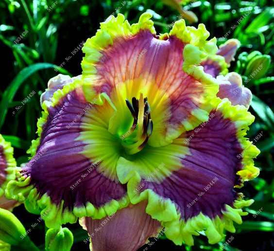 New 100 Pcs/Bag Fresh Rare Hybrid Daylily Seeds Flowers Hemerocallis Lily Indoor Seeds Home Garden Supplies for Flower Pot
New 100 Pcs/Bag Fresh Rare Hybrid Daylily Seeds Flowers Hemerocallis Lily Indoor Seeds Home Garden Supplies for Flower Pot