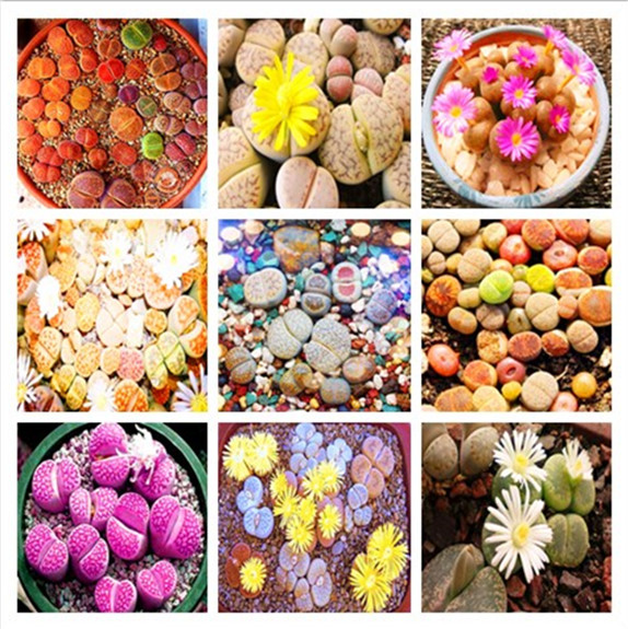 New 1000Pcs Lithops Seeds Rare Succulent Seeds beautiful Flower Lithops Living Stone Seeds Mini Garden Decoration Plant
New 1000Pcs Lithops Seeds Rare Succulent Seeds beautiful Flower Lithops Living Stone Seeds Mini Garden Decoration Plant