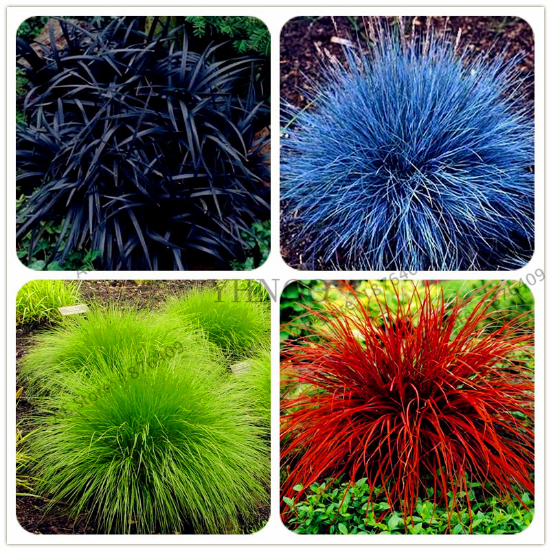 100pcs mixed color Fescue Grass Seeds- (Festuca glauca) perennial hardy ornamental grass easy to grow grass for garden
100pcs mixed color Fescue Grass Seeds- (Festuca glauca) perennial hardy ornamental grass easy to grow grass for garden